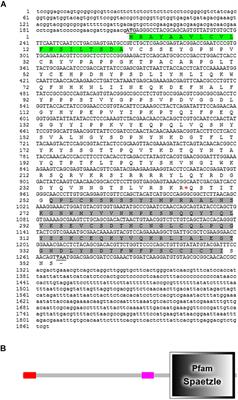 Spätzle Homolog-Mediated Toll-Like Pathway Regulates Innate Immune Responses to Maintain the Homeostasis of Gut Microbiota in the Red Palm Weevil, Rhynchophorus ferrugineus Olivier (Coleoptera: Dryophthoridae)